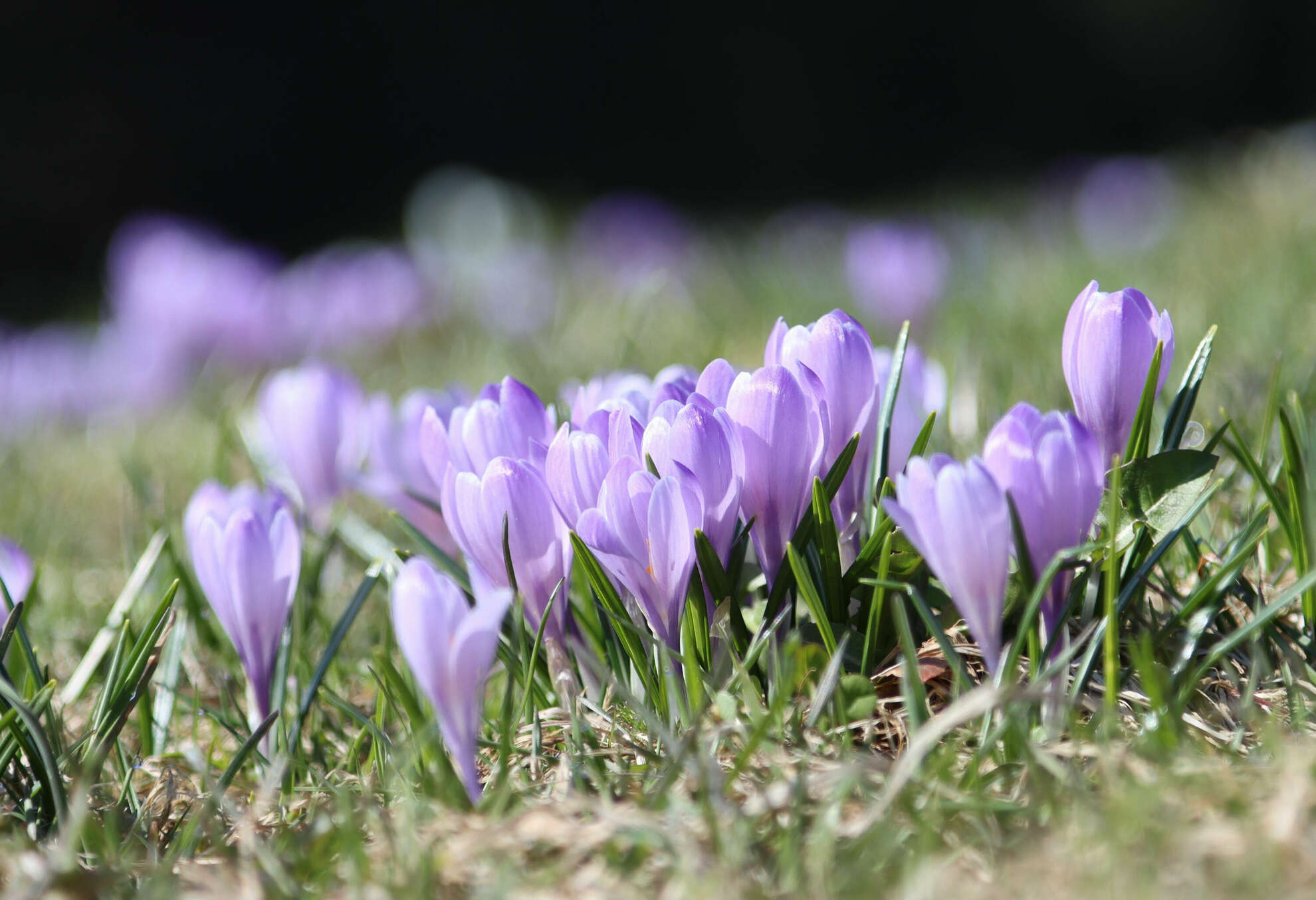 Frühlingserwachen am Hündle in Oberstaufen im Allgäu