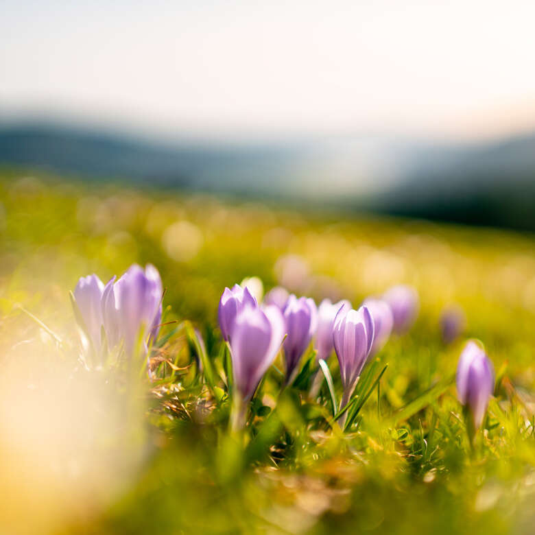 Lila Krokussse auf den Wiesen am Hündle