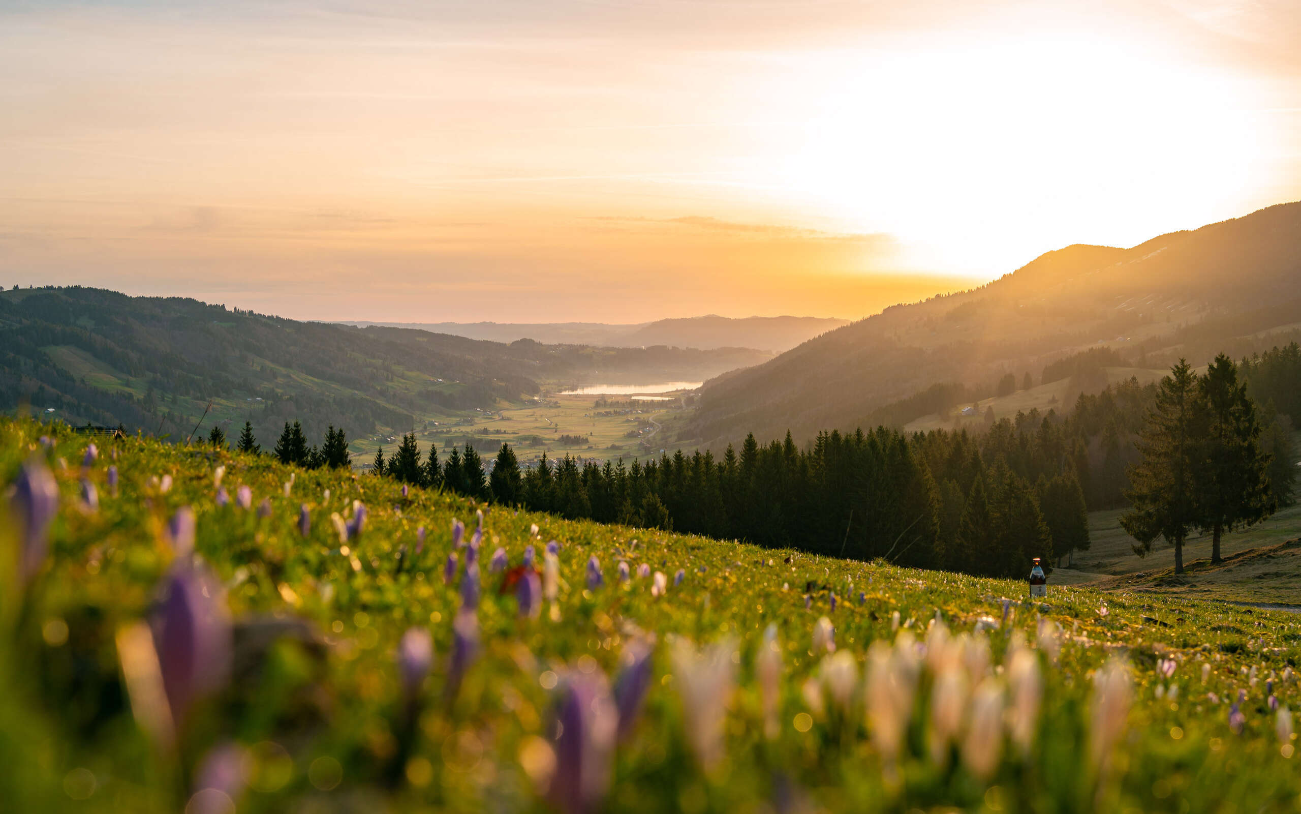 Sonnenaufgang hinter den Bergen des Konstanzer Tals mit dem Alpsee und lila Krokussen.,