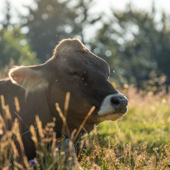 Kuh genießt Alpsommer in der Natur von Oberstaufen