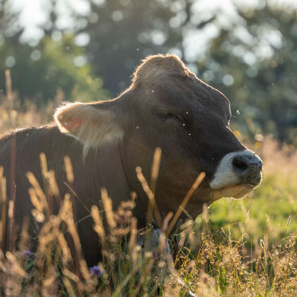 Kuh genießt den Alpsommer in den Bergen von Oberstaufen