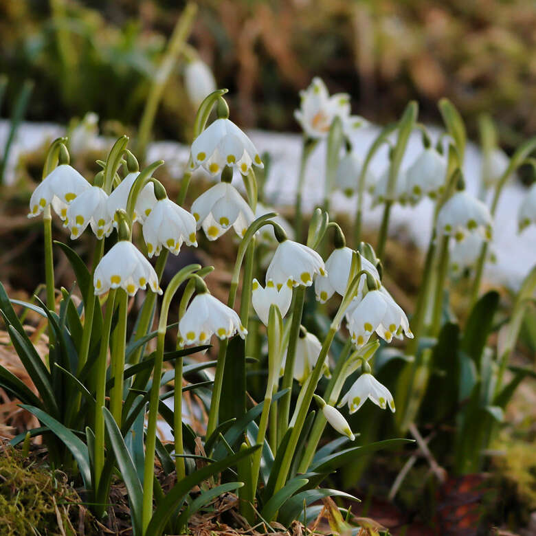 Die Märzenbecher beim Frühlingserwachen im Allgäu