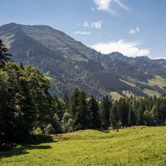 Blick auf den Hochgrat und die westliche Nagelfluhkette aus dem Ehrenschwanger Tal.