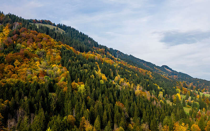Wald und Forst in Oberstaufen