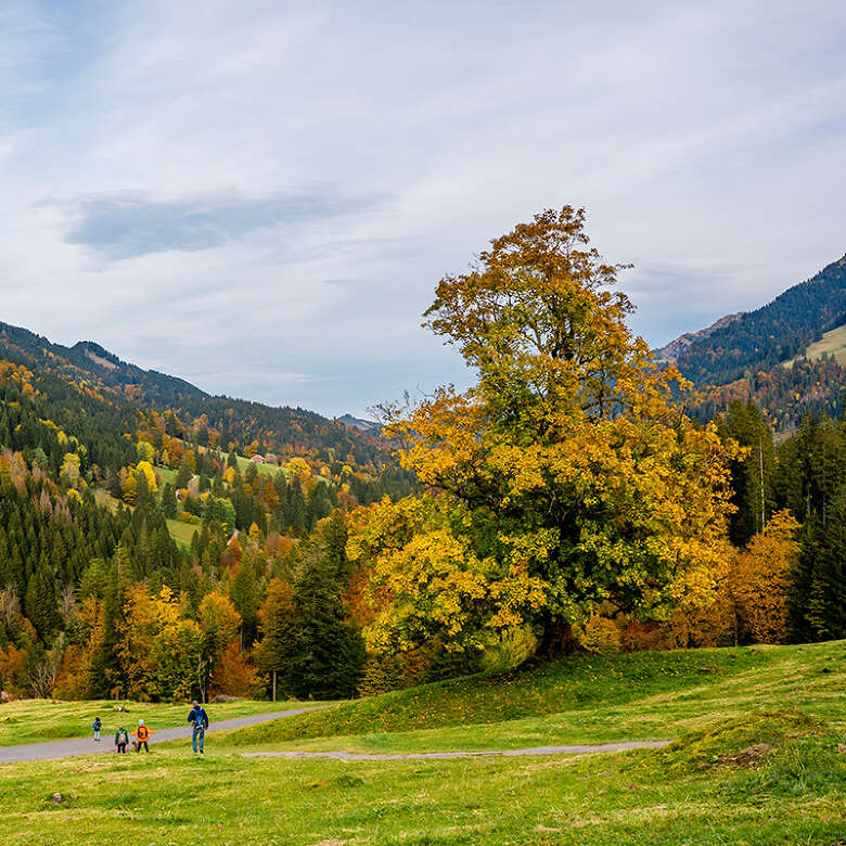 Farbenpracht im Herbst Wanderer auf einem Wanderweg mit herbstlich gefärbtem Wald.