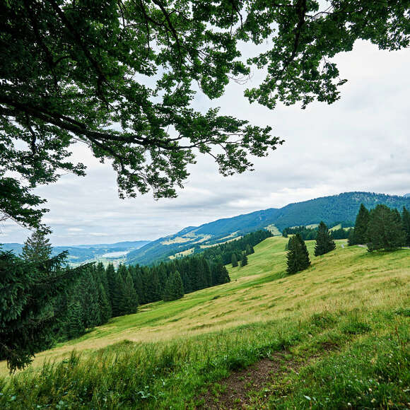 Aussicht über die grüne Natur auf dem Premiumweg Wildes Wasser.