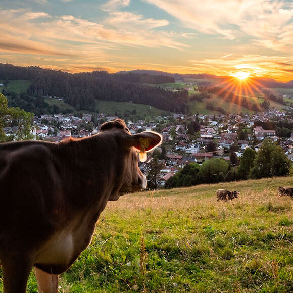 Kuh am Staufen genießt den Ausblick auf Oberstaufen und den Sonnenuntergang im Sommer