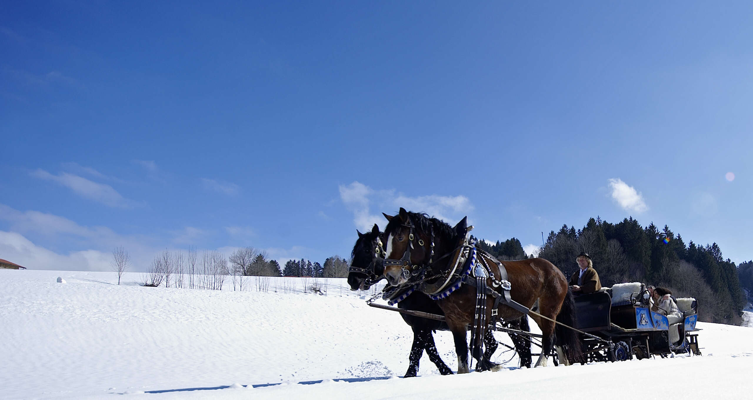 Schlittenfahrt mit Pferden in der Natur von Oberstaufen