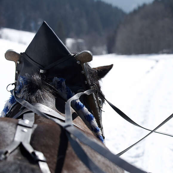 Mit dem Pferdeschlitten durch die verschneite Landschaft im Allgäu.