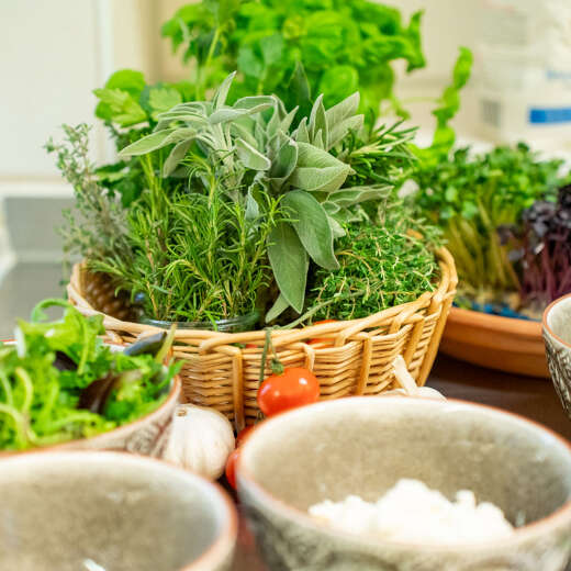 Frische Kräuter Frische Kräuter