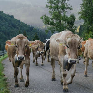 Viehscheid in Oberstaufen