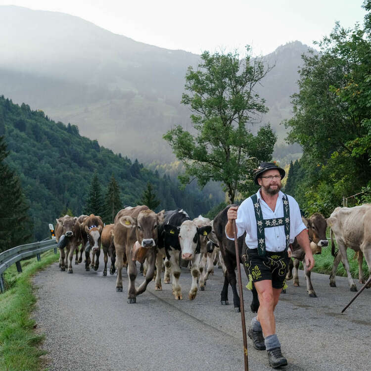 Älpler ziehen mit ihrem Vieh zum Ende des Alpsommer zurück ins Tal in Oberstaufen