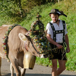 Mit Blumenkranz geschmücktes Kranzvieh beim Viehscheid in Oberstaufen