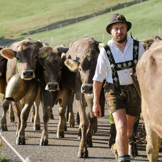 Viehscheid im Allgäu in Oberstaufen mit vielen Hirten und hunderten Vieh