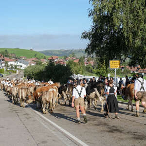 Viehscheid in Oberstaufen und Steibis