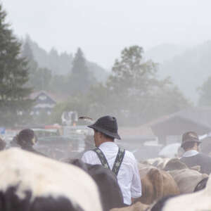 Vieh trifft im Tal ein beim Viehscheid im Allgäu