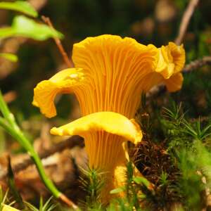 Pfifferlinge und viele andere Pilze wachsen im Naturpark Nagelfluhkette.