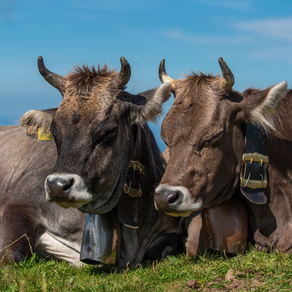 Zwei Kühe liegen nebeneinander mit geschlossenen Augen auf einer Wiese an einem sonnigen Tag.