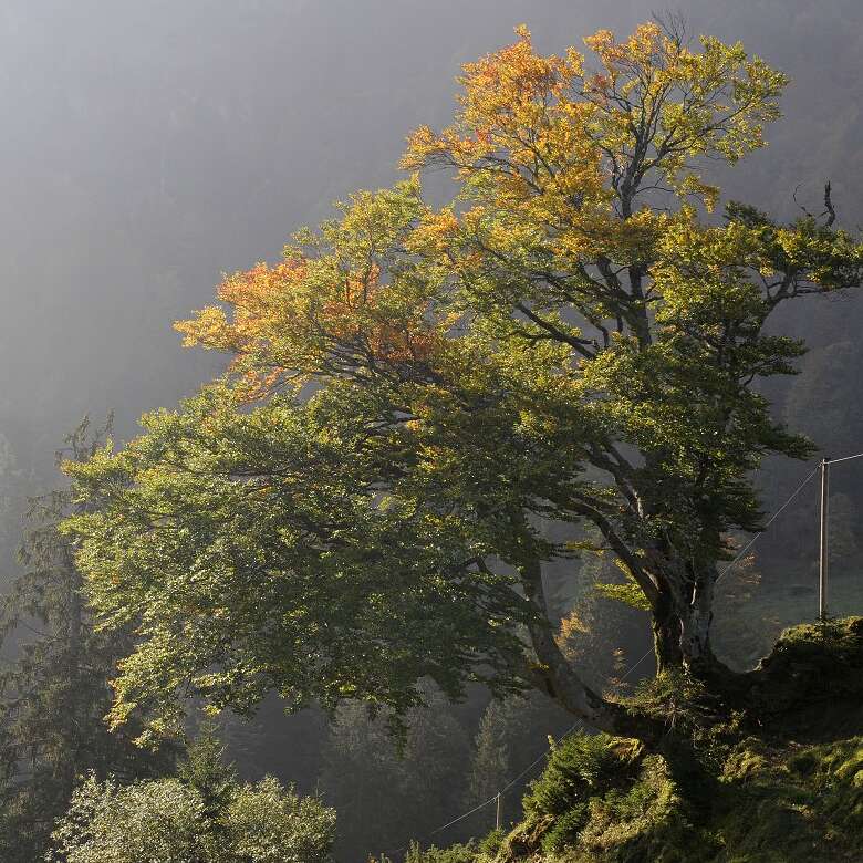 Rotbuche im Naturpark Nagelfluhkette