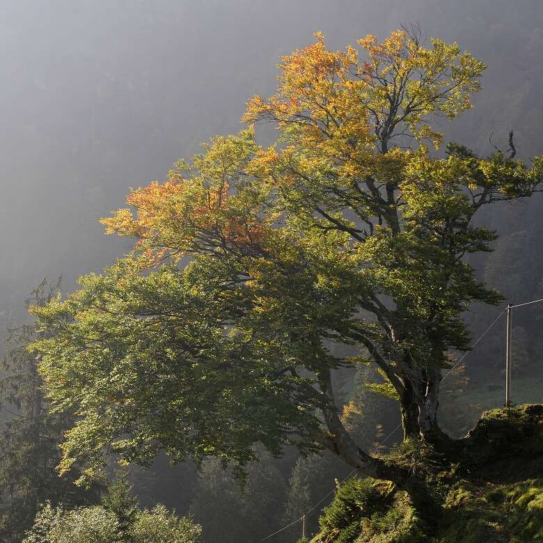 Rotbuche in den Bergen