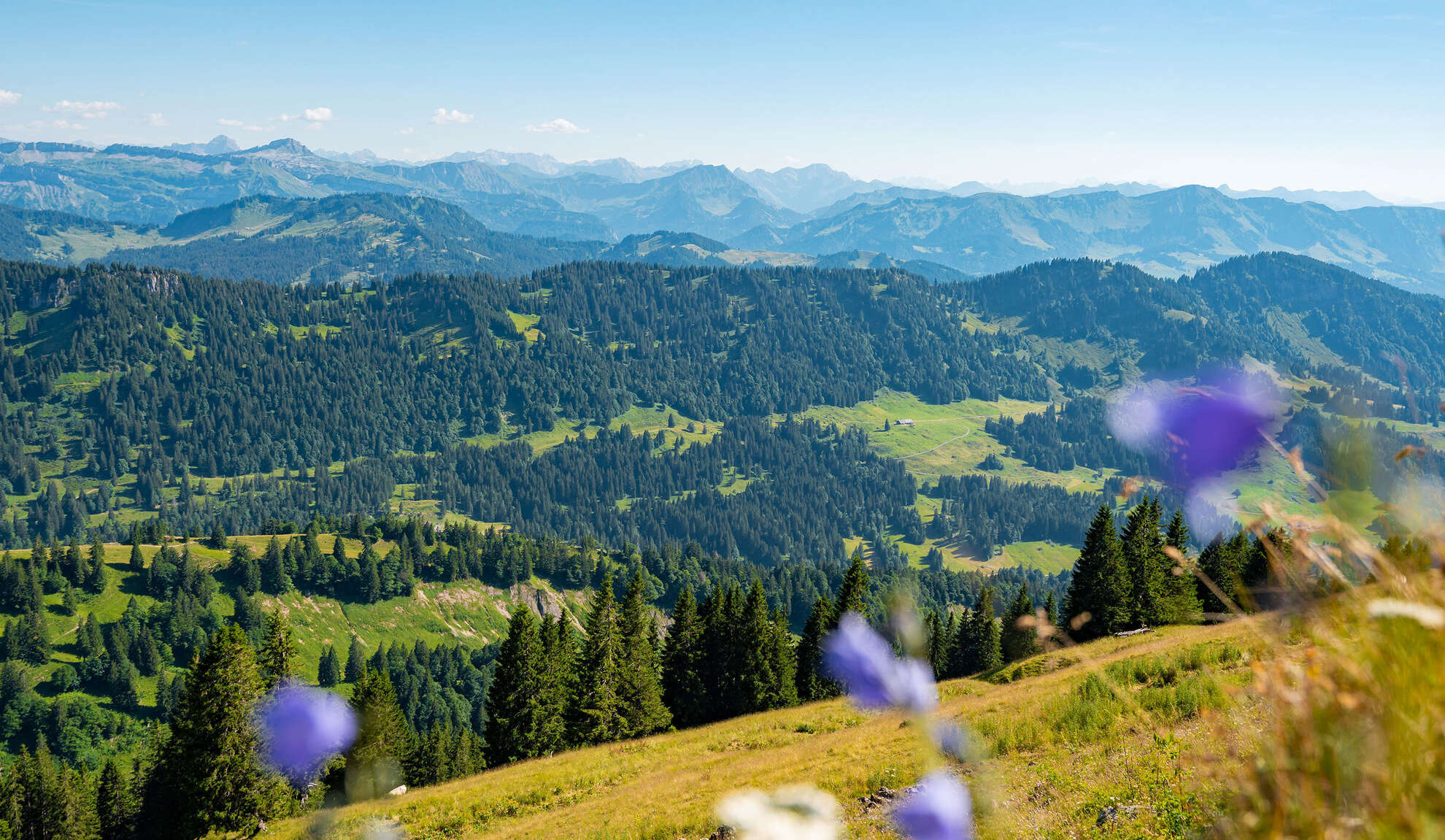 Panorama der Allgäuer Alpen Panorama der Allgäuer Alpen im Naturpark Nagelfluhkette im Sommer