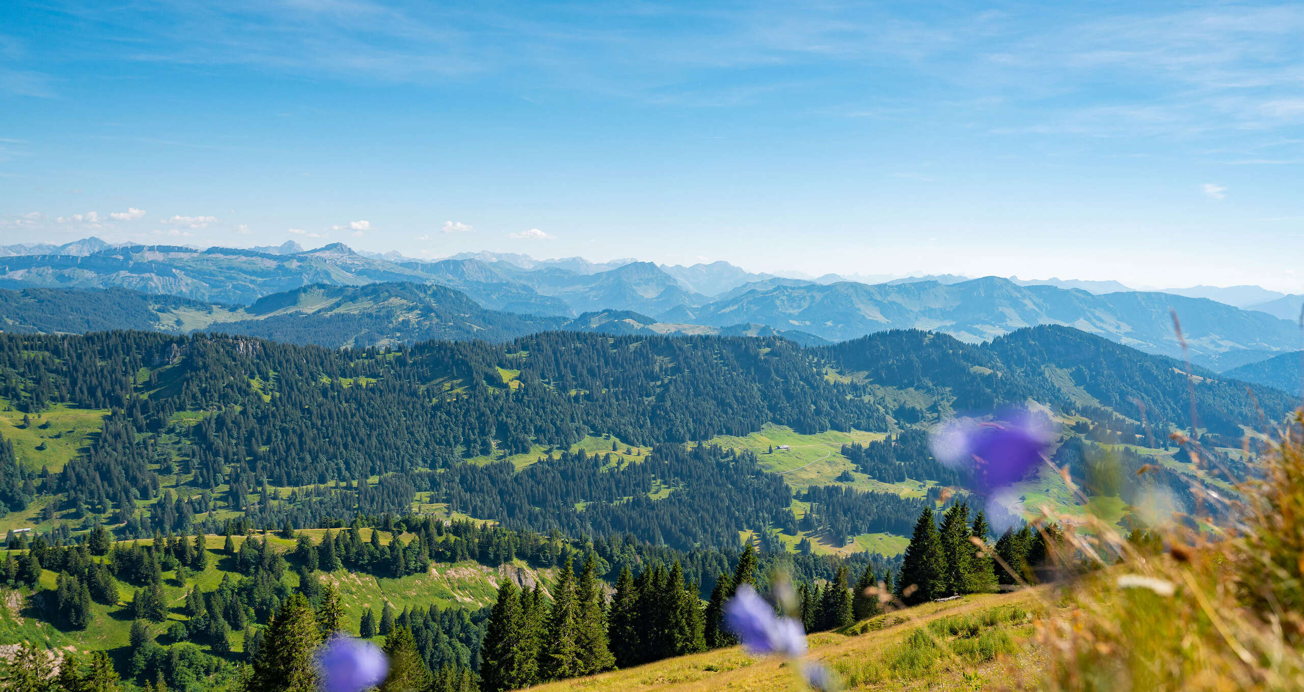 Panorama der Allgäuer Alpen im Naturpark Nagelfluhkette im Sommer