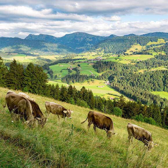 Kühe am Kapf bei Oberstaufen mit Hochgratpanorama im Sommer