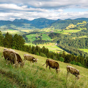 Kühe am Kapf bei Oberstaufen mit Hochgratpanorama im Sommer
