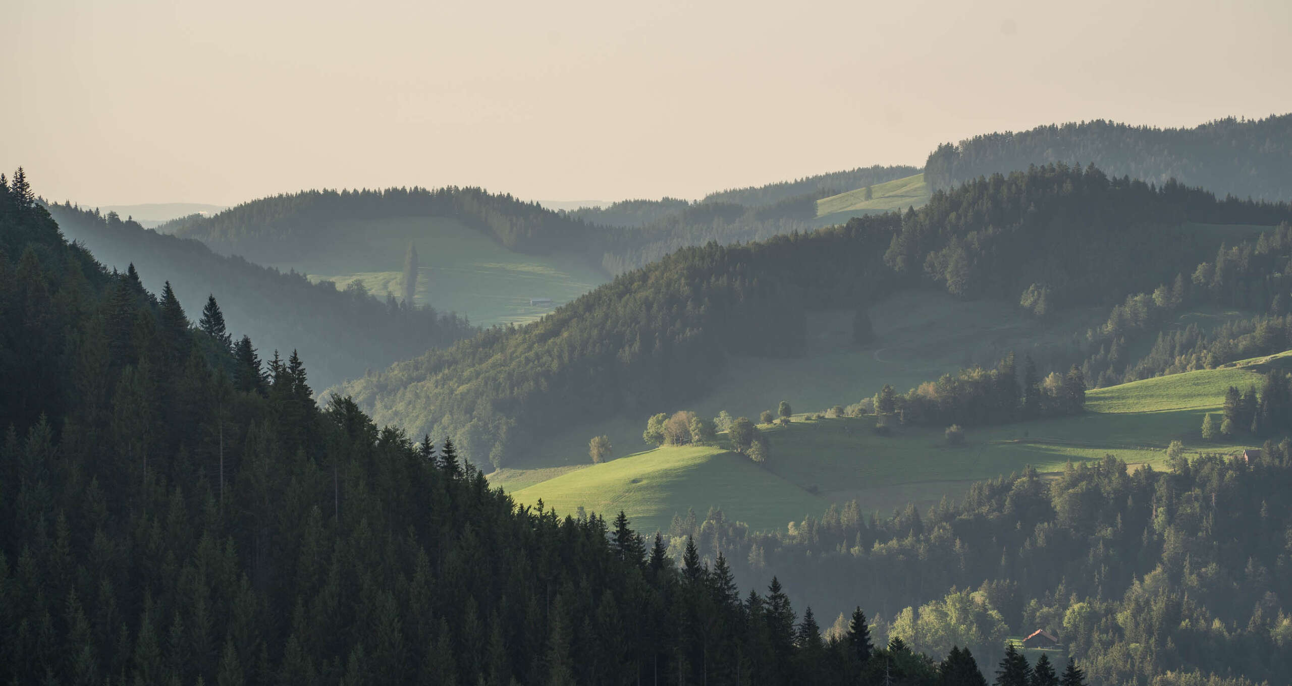 Bergwald bei Juget und Kalzhofer Höhe in Oberstaufen