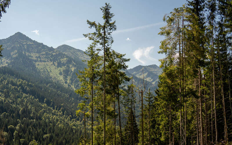 Wald und Berge im Ehrenschwanger Tal