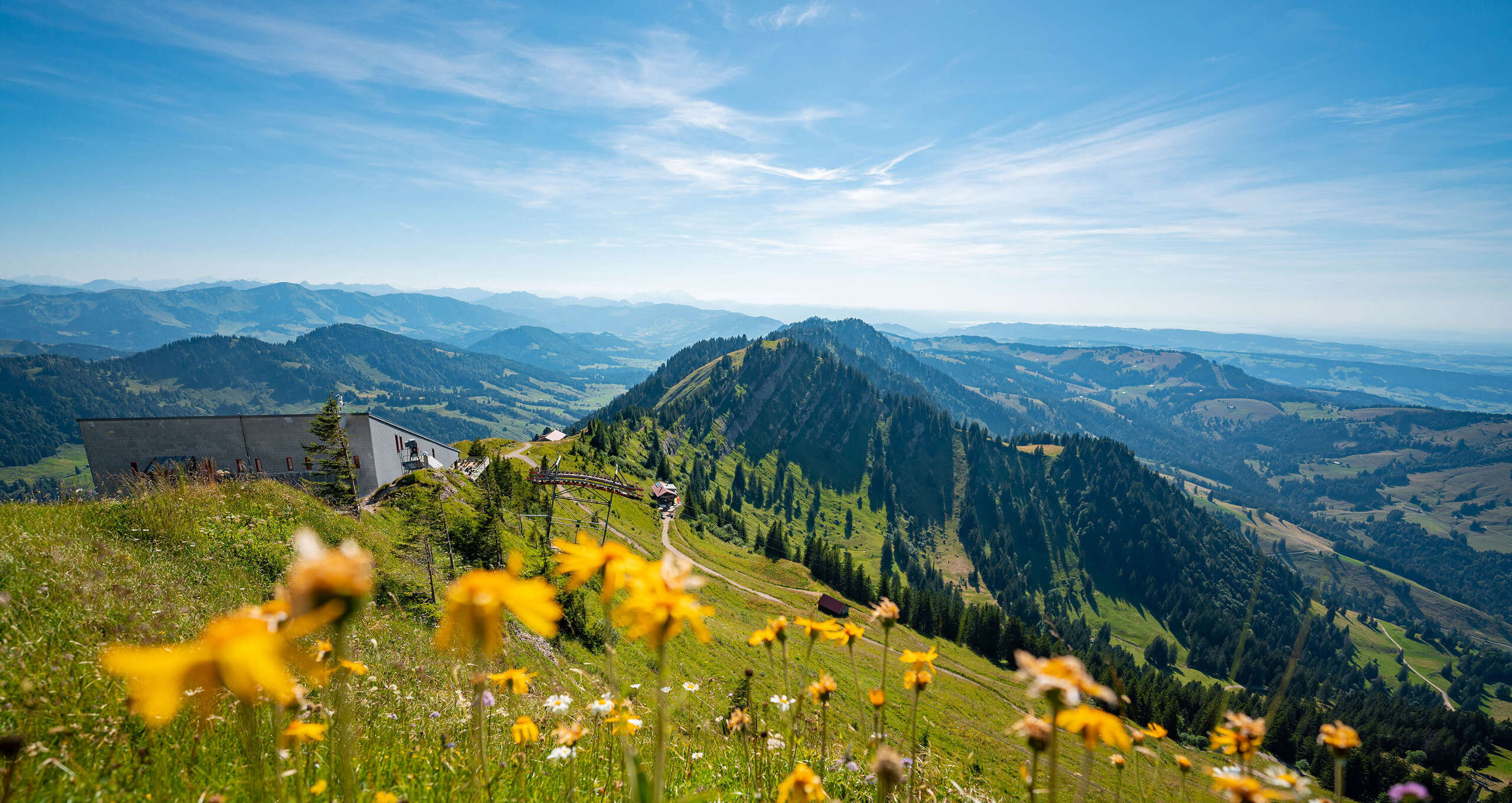 Auf dem Hochgrat im Sommer mit blühenden Bergblumen und Blick auf die Hochgratbahn-Bergstation und die Allgäuer Berge