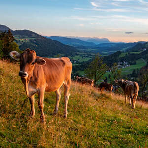 Kühe am Staufen undWeitblick über die Berge von Oberstaufen bis zum Säntis