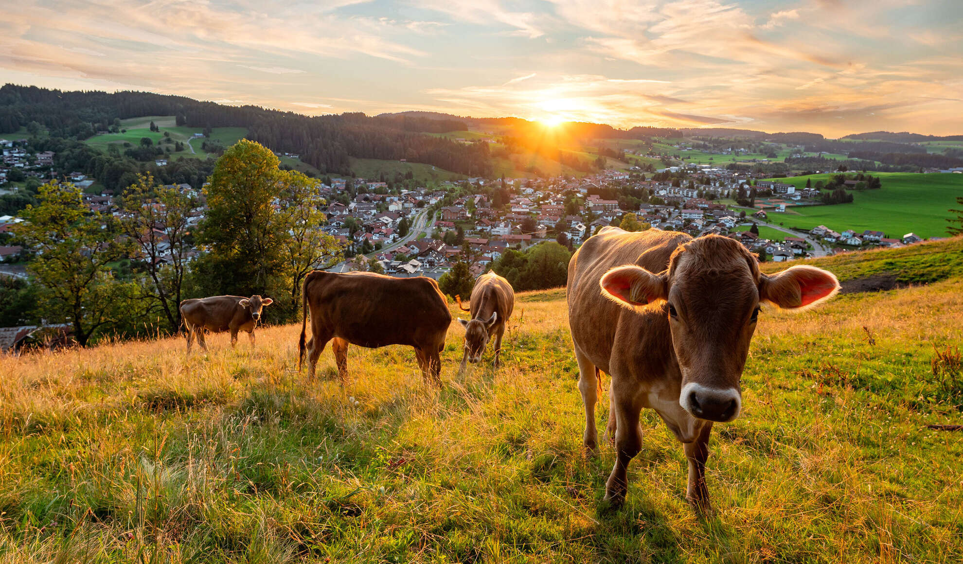 Kühe im Sonnenuntergang Kühe am Staufen im Sonnenuntergang mit Ausblick auf den Ort