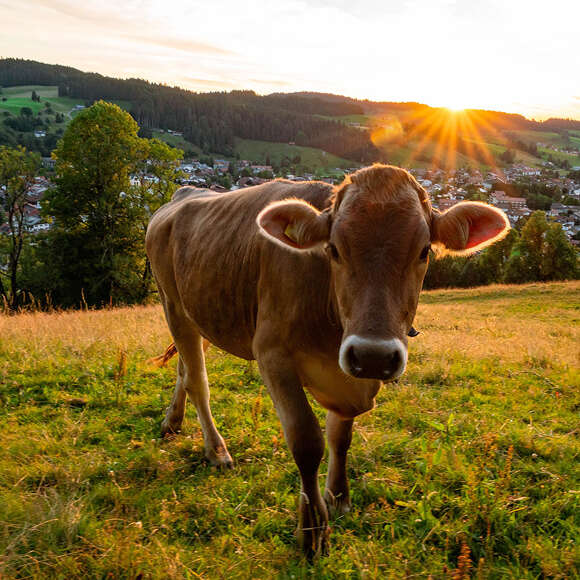 Kuh am Staufen im Sonnenuntergang