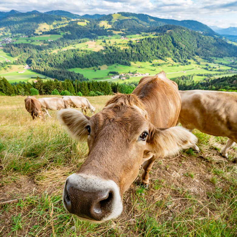 Kühe am Kapf bei Ausblick auf die grünen Berge von Oberstaufen im Sommer