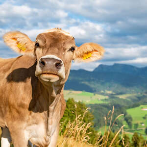 Kuh am Kapf mit Hochgratblick im Sommer