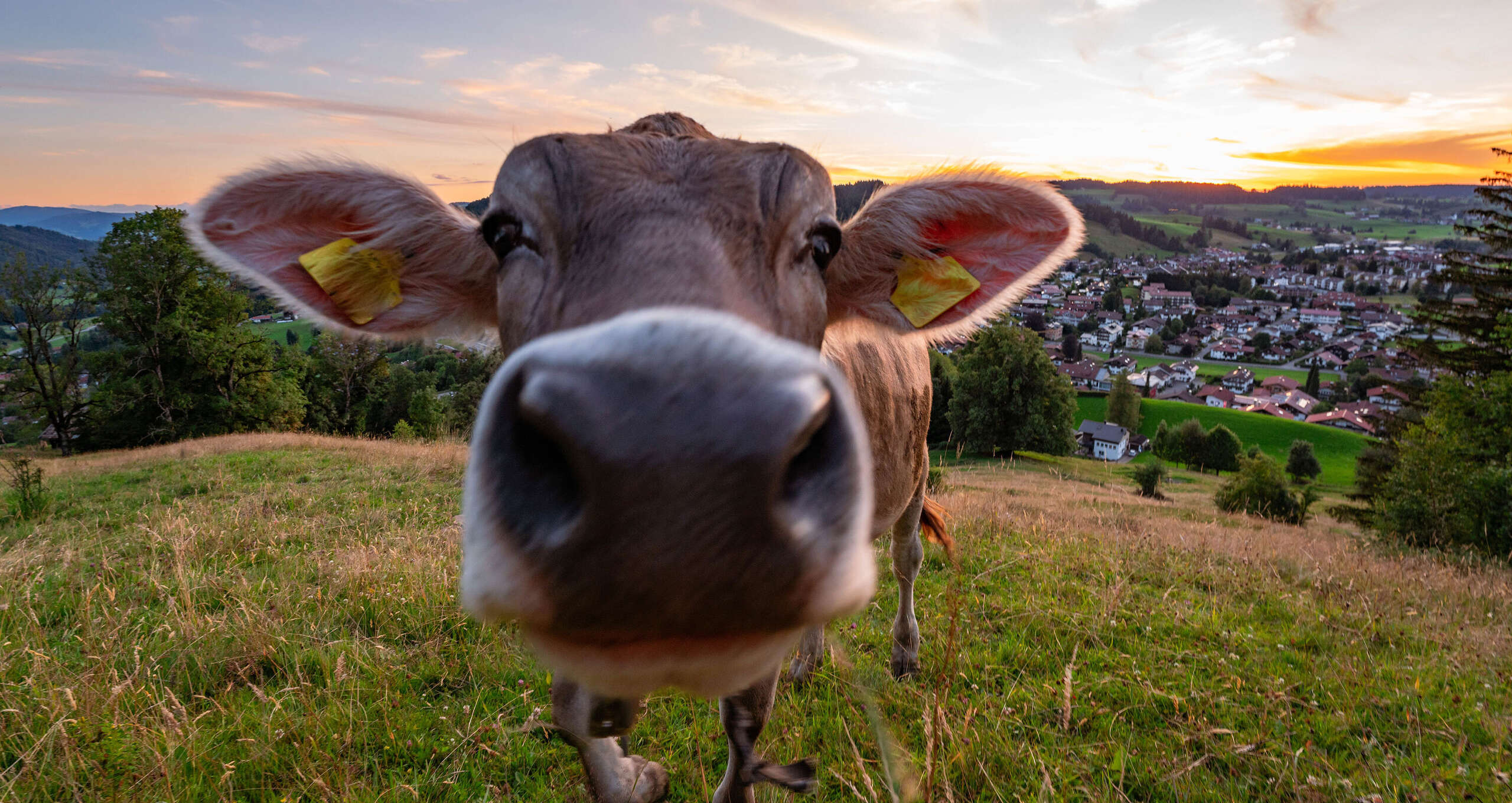 Kuh in Nahaufnahme am Staufen mit Blick auf Oberstaufen