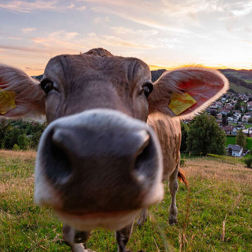 Kuh in Nahaufnahme am Staufen mit Blick auf Oberstaufen