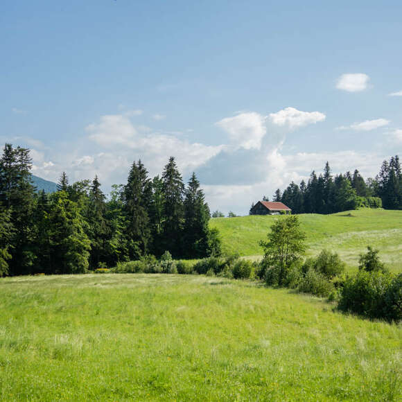 Grüne Natur und Weitblick in der Landschaft von Oberstaufen