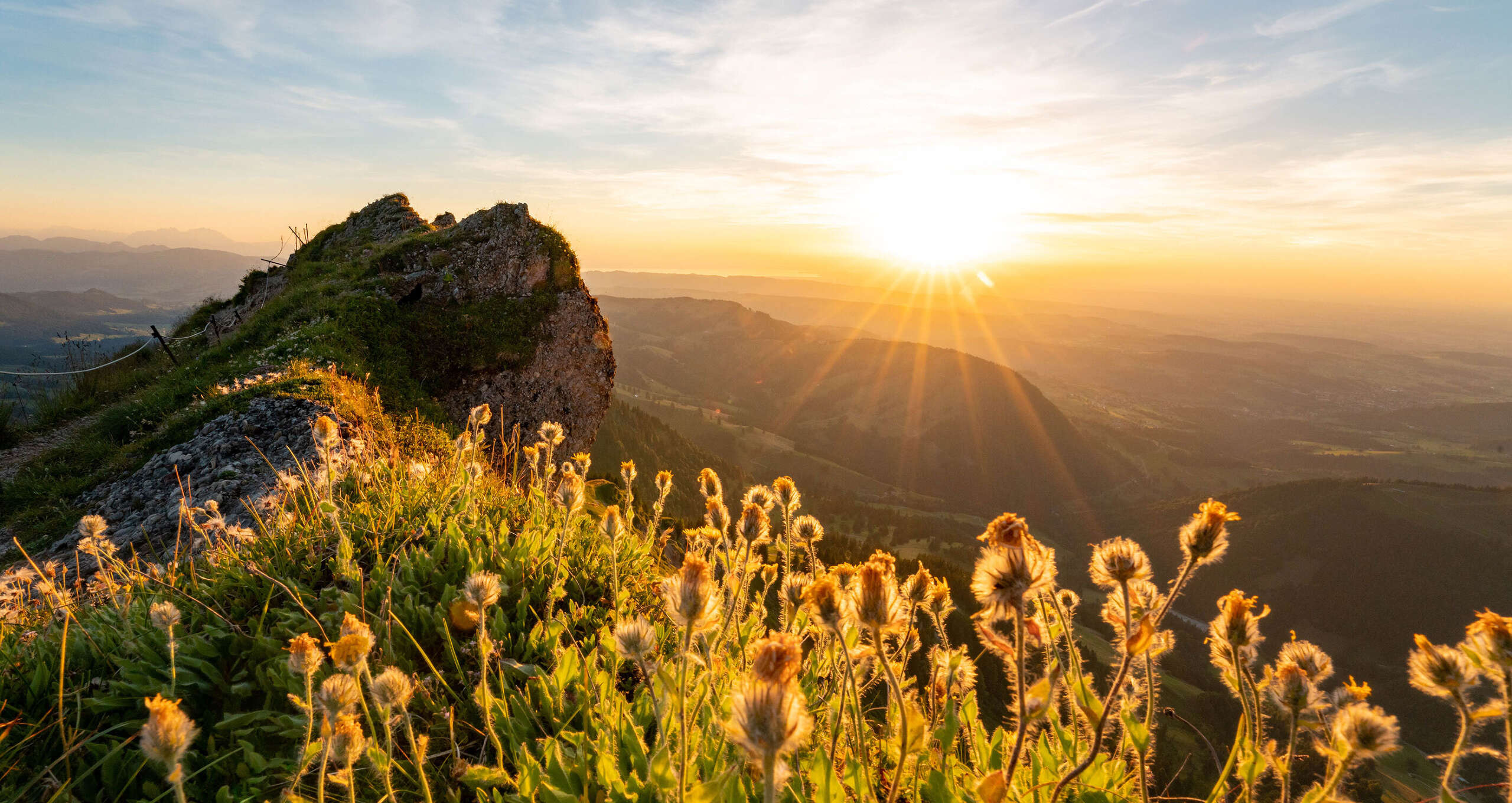 Bergblumen auf dem Grat der Nagelfluhkette mit Ausblick auf die Berge im Sonnenuntergang