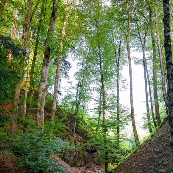 Wald mit Tobel und Bachlauf bei Oberstaufen