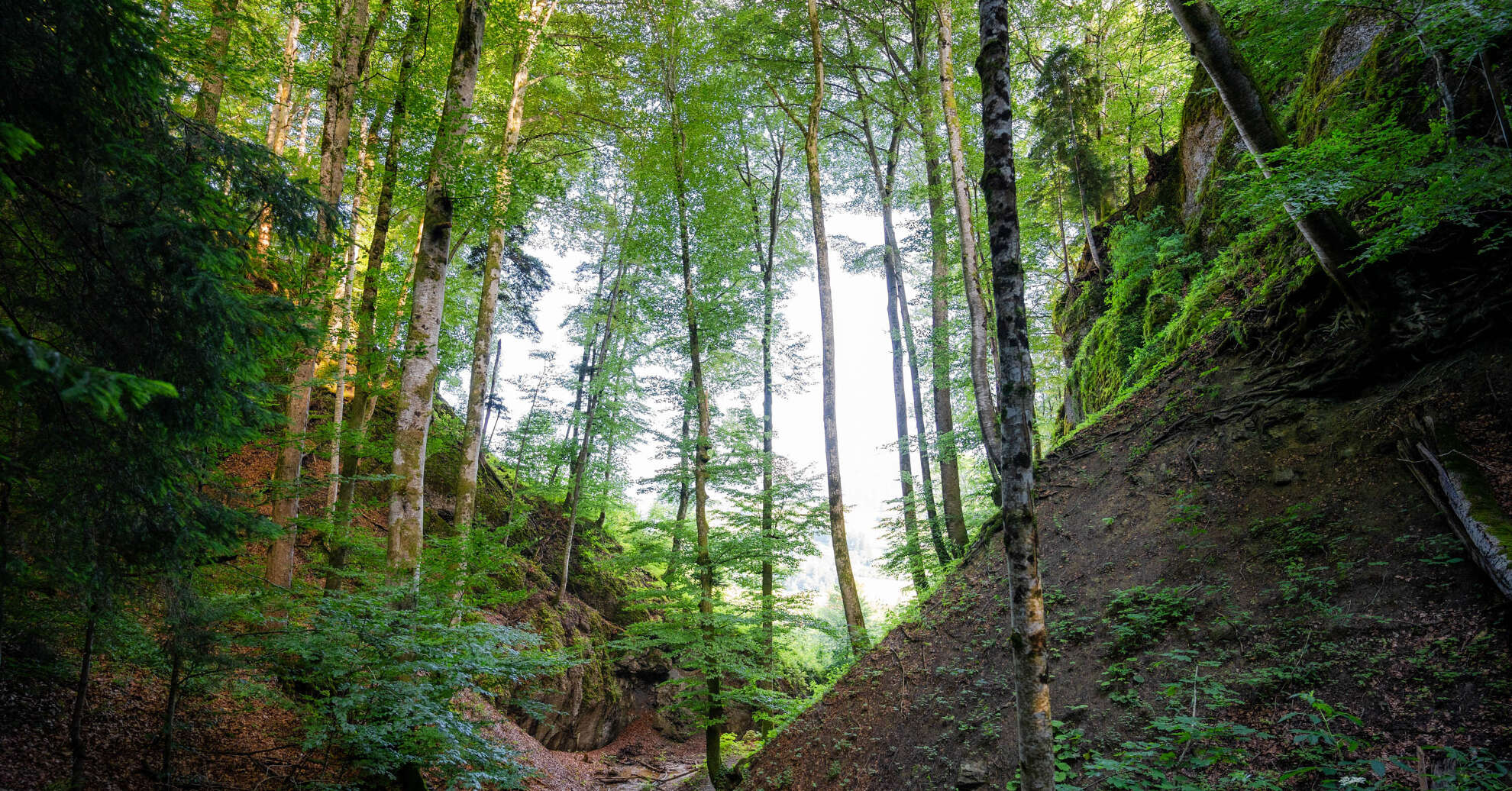 Wald bei den Eibele Wasserfällen Wald mit Bachlauf bei den Eibele Wasserfällen.