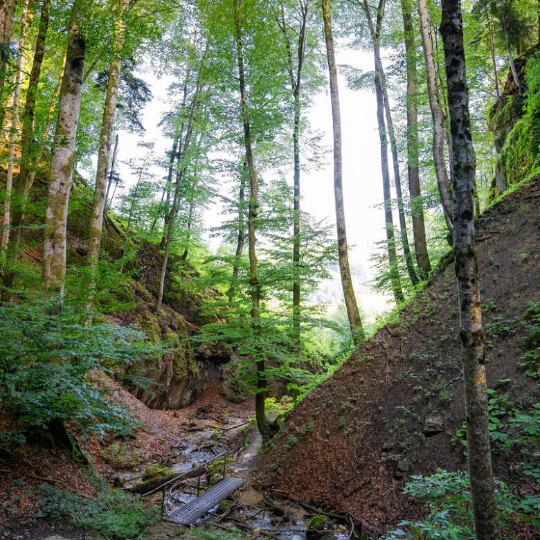 Stille im Wald Wald mit Tobel und Bachlauf bei Oberstaufen