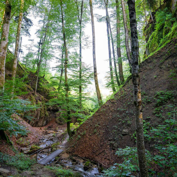 Stille im Wald Wald mit Tobel und Bachlauf bei Oberstaufen