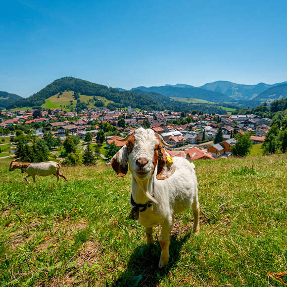 Ziege am Kapf mit Orsansicht von Oberstaufen und dem Bergpanorama von Hochgrat und Staufen