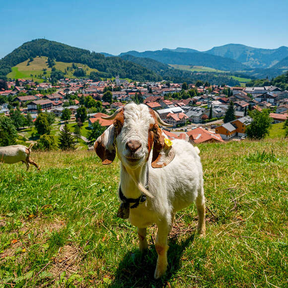 Ziege am Kapf mit Orsansicht von Oberstaufen und dem Bergpanorama von Hochgrat und Staufen