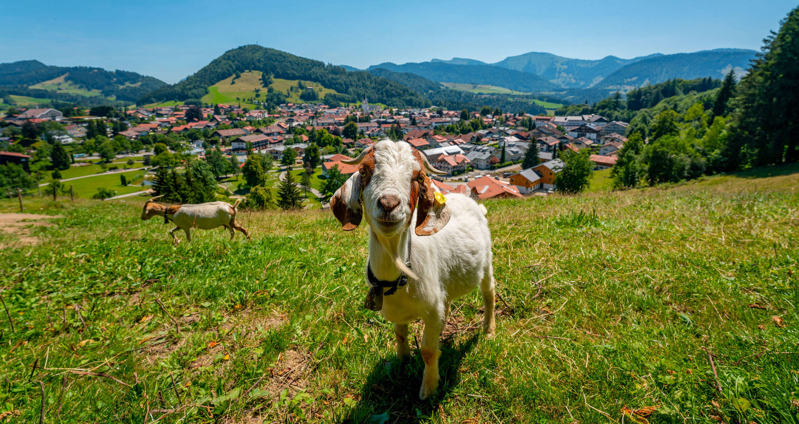 Ziege am Kapf mit Orsansicht von Oberstaufen und dem Bergpanorama von Hochgrat und Staufen