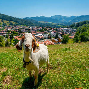 Ziege am Kapf mit Orsansicht von Oberstaufen und dem Bergpanorama von Hochgrat und Staufen
