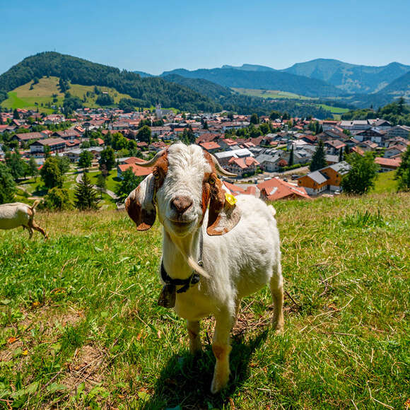 Ziege am Kapf mit Ortsansicht von Oberstaufen und dem Bergpanorama von Hochgrat und Staufen