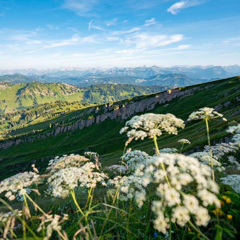 Allgäuer Berge von der Nagelfluhkette bei Oberstaufen im Allgäu.